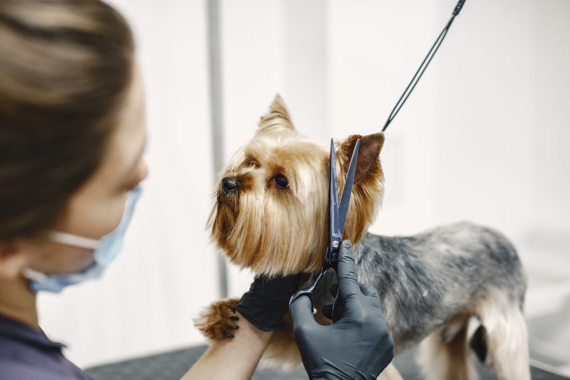 Yorkshire terrier getting procedure at the groomer